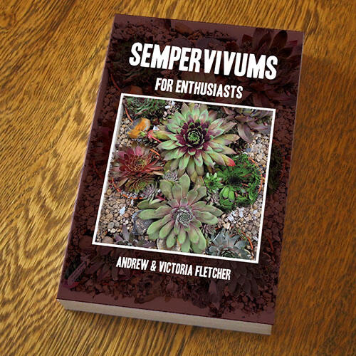 Sempervivums for Enthusiasts